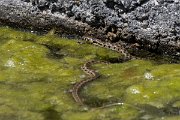 DPPhotography - Lesvos - Grass snake - J