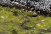 DPPhotography - Lesvos - Grass snake - K