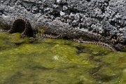 DPPhotography - Lesvos - Grass snake - L