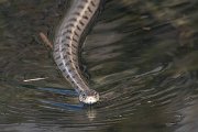 DPPhotography - Lesvos - Grass snake - P
