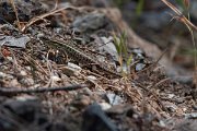 DPPhotography - Lesvos - Snake-eyed lizard - A