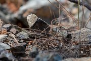 DPPhotography - Lesvos - Snake-eyed lizard - B