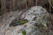 DPPhotography - Lesvos - Snake-eyed lizard - D