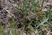 DPPhotography - Lesvos - Snake-eyed lizard - E