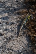 DPPhotography - Lesvos - Snake-eyed lizard - F