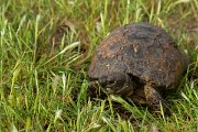DPPhotography - Lesvos - Spur-thighed tortoise - B