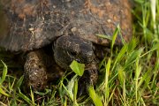DPPhotography - Lesvos - Spur-thighed tortoise - C
