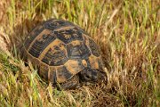 DPPhotography - Lesvos - Spur-thighed tortoise - E