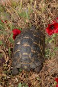 DPPhotography - Lesvos - Spur-thighed tortoise - H