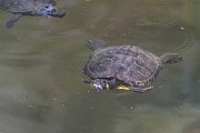 DPPhotography - Lesvos - Yellow-bellied slider - A