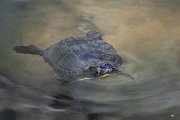 DPPhotography - Lesvos - Yellow-bellied slider - B