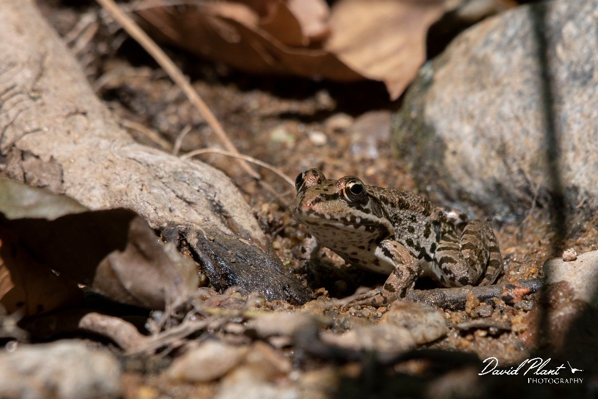 DPPhotography - Northern Greece - Marsh frog - A.jpg - Marsh frog - Lake Kerkini, Greece