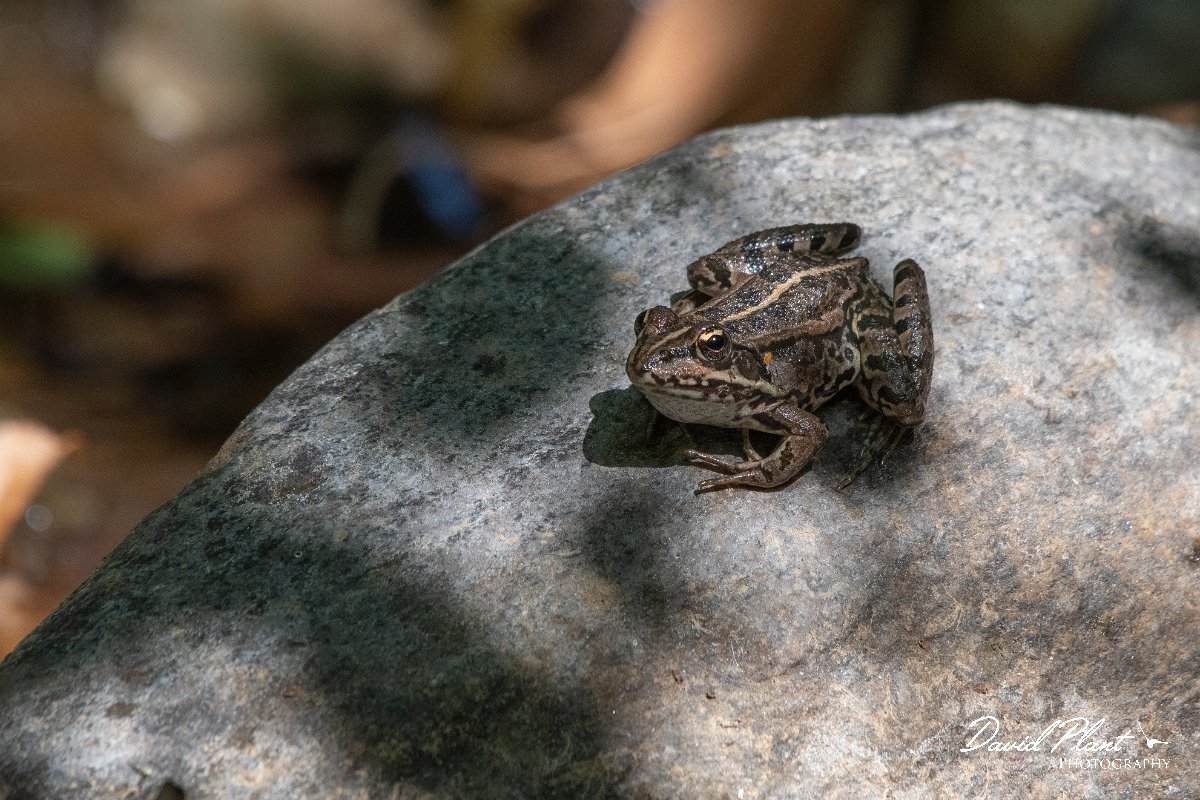 DPPhotography - Northern Greece - Marsh frog - B.jpg - Marsh frog - Lake Kerkini, Greece