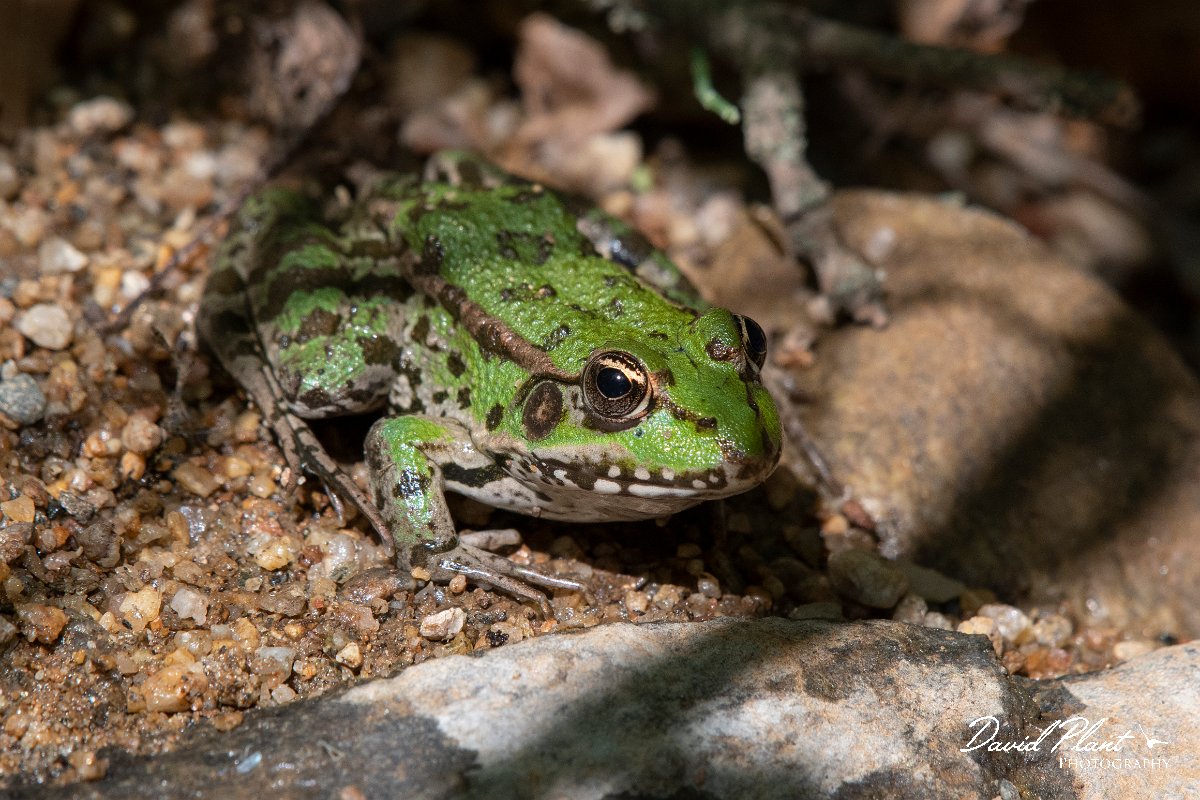 DPPhotography - Northern Greece - Marsh frog - D.jpg - Marsh frog - Lake Kerkini, Greece