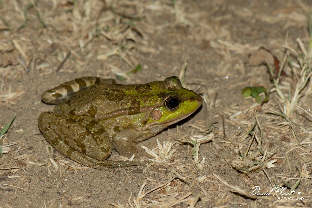 DPPhotography - Northern Greece - Marsh frog - E.jpg - Marsh frog - Lake Kerkini, Greece