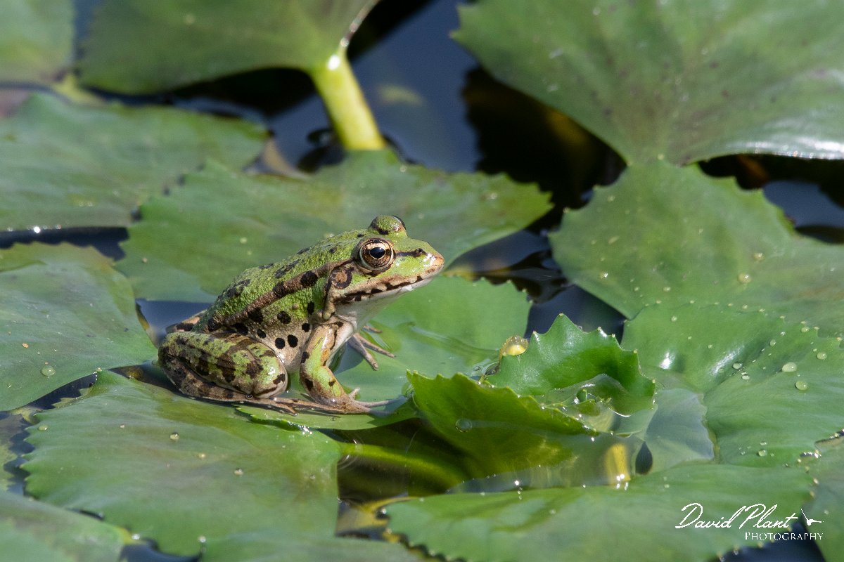 DPPhotography - Northern Greece - Marsh frog - F.jpg - Marsh frog - Lake Kerkini, Greece