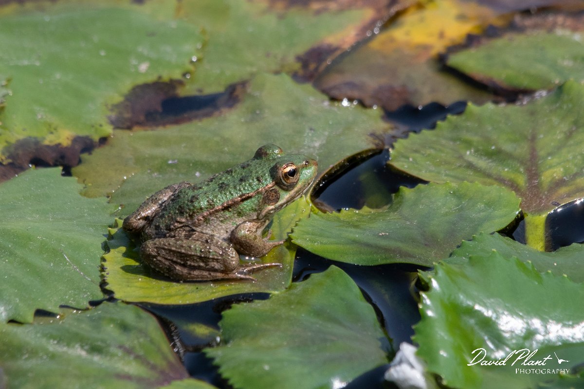DPPhotography - Northern Greece - Marsh frog - G.jpg - Marsh frog - Lake Kerkini, Greece