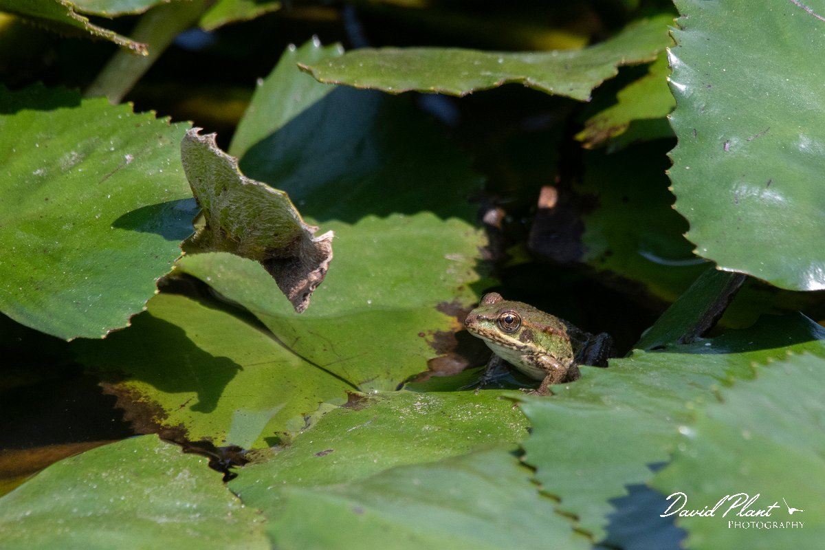 DPPhotography - Northern Greece - Marsh frog - H.jpg - Marsh frog - Lake Kerkini, Greece