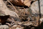 DPPhotography - Northern Greece - Marsh frog - A