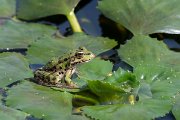 DPPhotography - Northern Greece - Marsh frog - F