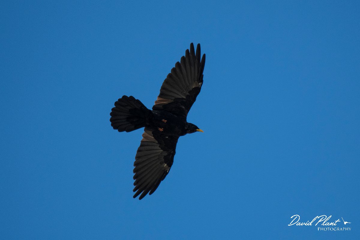 DPPhotography - Northern Greece - Alpine chough - A.jpg - Alpine chough - Mount Pangeo, Greece