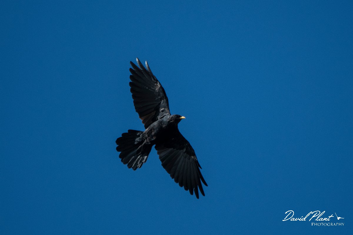 DPPhotography - Northern Greece - Alpine chough - D.jpg - Alpine chough - Mount Pangeo, Greece