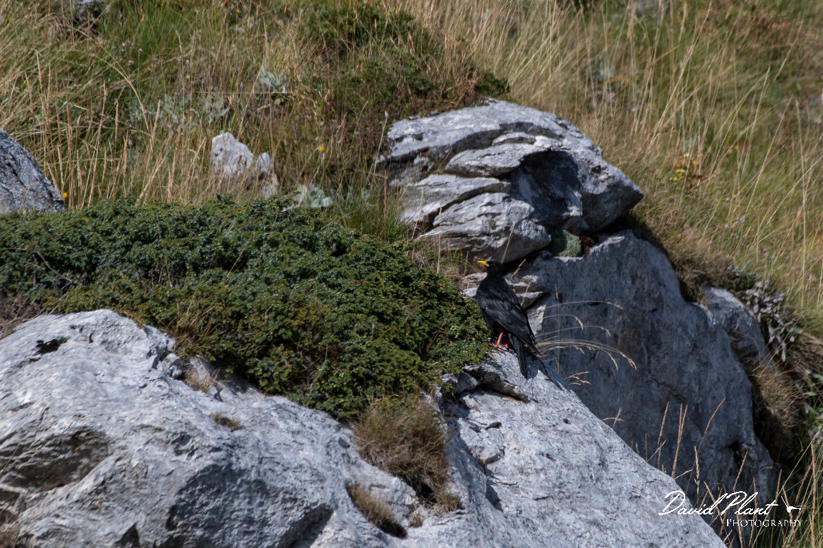 DPPhotography - Northern Greece - Alpine chough - G.jpg - Alpine chough - Mount Pangeo, Greece