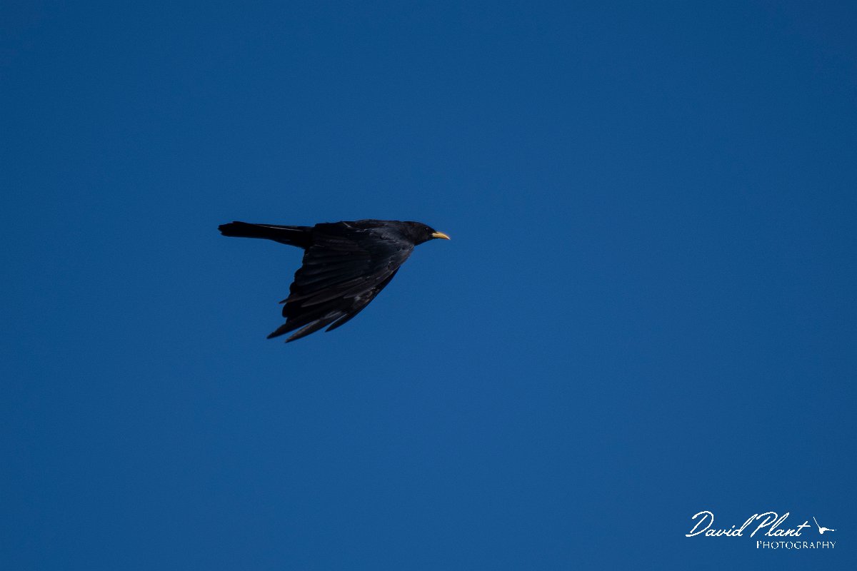 DPPhotography - Northern Greece - Alpine chough - I.jpg - Alpine chough - Mount Pangeo, Greece