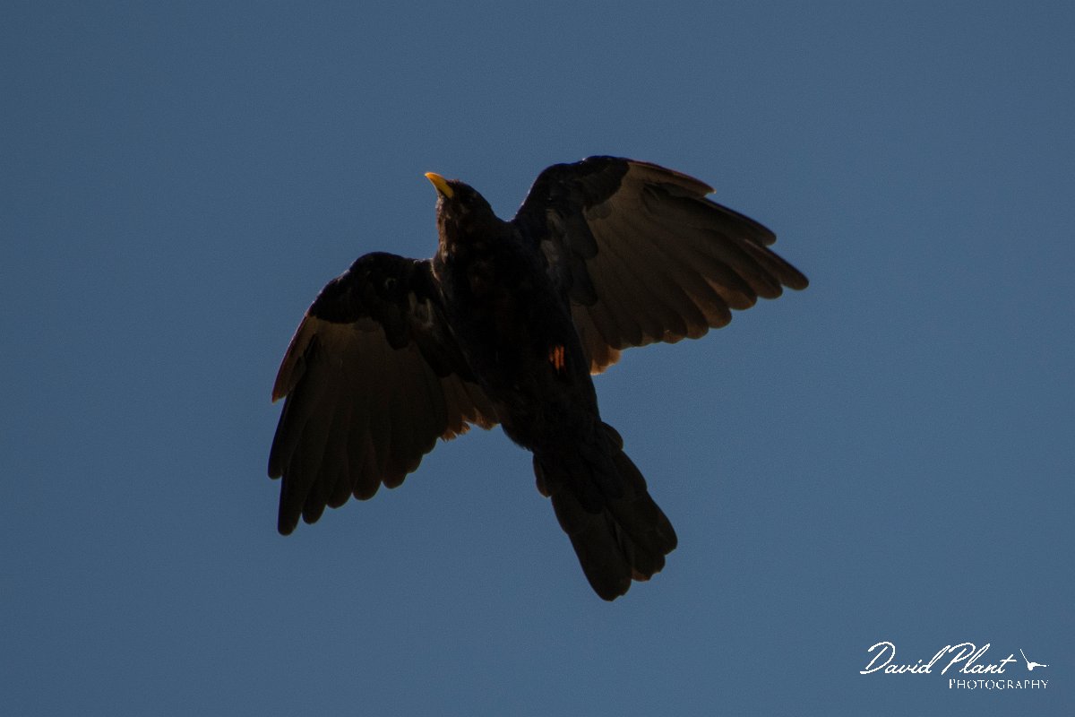 DPPhotography - Northern Greece - Alpine chough - K.jpg - Alpine chough - Mount Pangeo, Greece