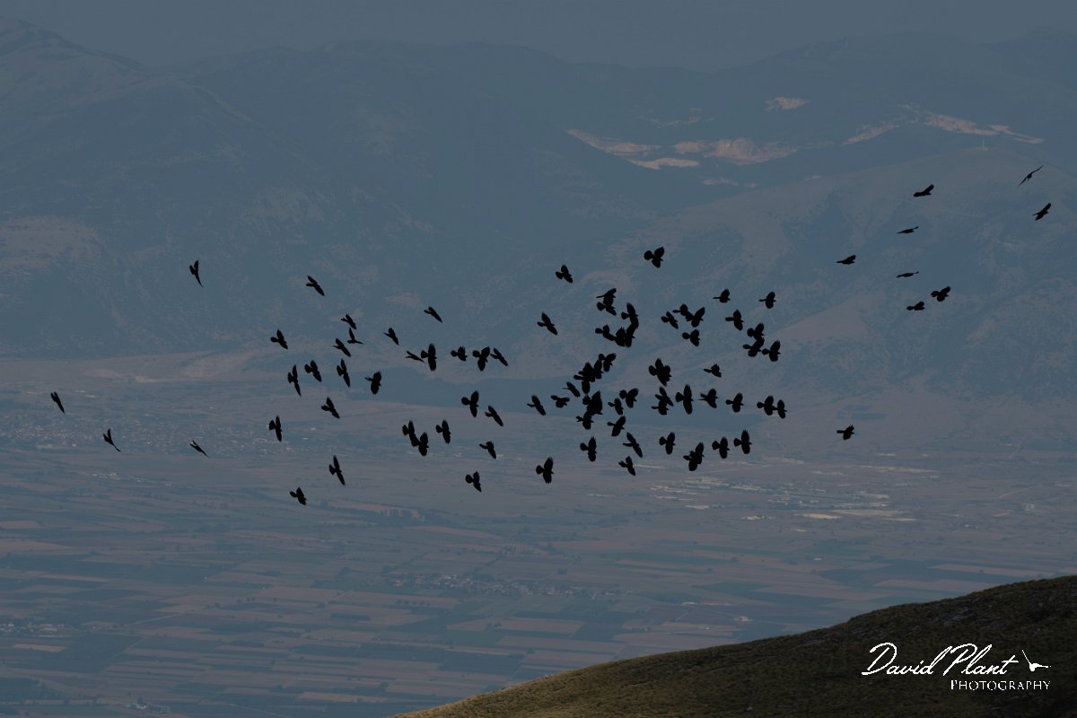 DPPhotography - Northern Greece - Alpine chough - L.jpg - Alpine chough flock - Mount Pangeo, Greece