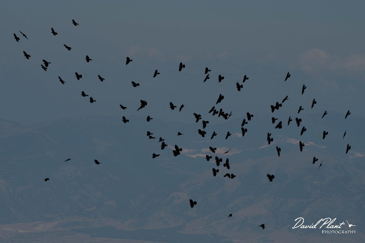 DPPhotography - Northern Greece - Alpine chough - M.jpg - Alpine chough flock - Mount Pangeo, Greece