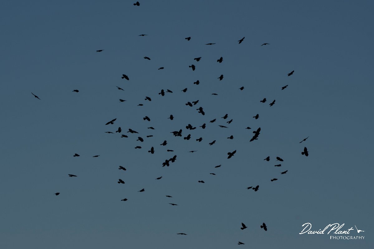 DPPhotography - Northern Greece - Alpine chough - N.jpg - Alpine chough flock - Mount Pangeo, Greece