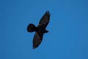 DPPhotography - Northern Greece - Alpine chough - A