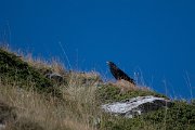 DPPhotography - Northern Greece - Alpine chough - B