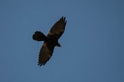 DPPhotography - Northern Greece - Alpine chough - E