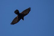 DPPhotography - Northern Greece - Alpine chough - F