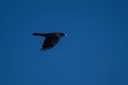 DPPhotography - Northern Greece - Alpine chough - I