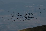 DPPhotography - Northern Greece - Alpine chough - L