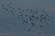 DPPhotography - Northern Greece - Alpine chough - M