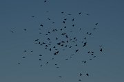DPPhotography - Northern Greece - Alpine chough - N