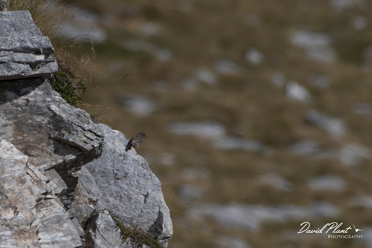 DPPhotography - Northern Greece - Black redstart - A.jpg - Black redstart - Mount Pangeo, Greece