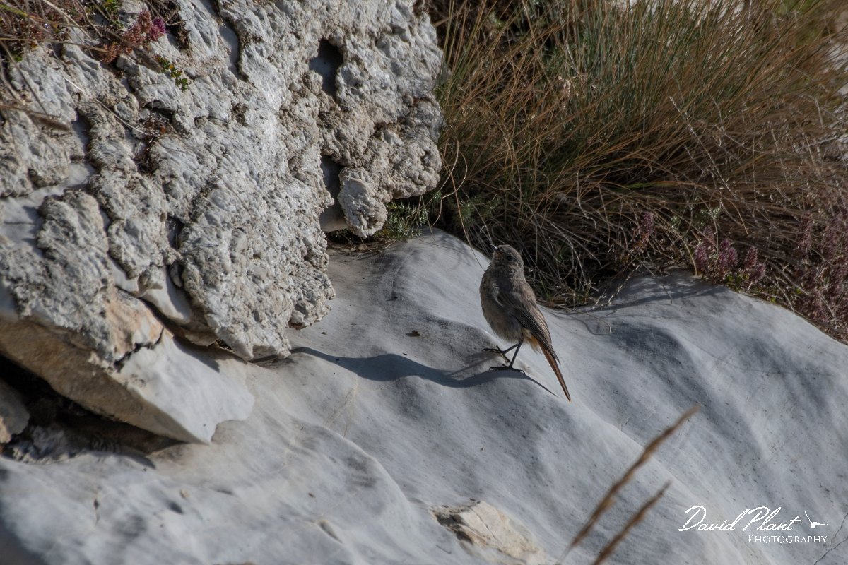 DPPhotography - Northern Greece - Black redstart - B.jpg - Black redstart - Mount Pangeo, Greece