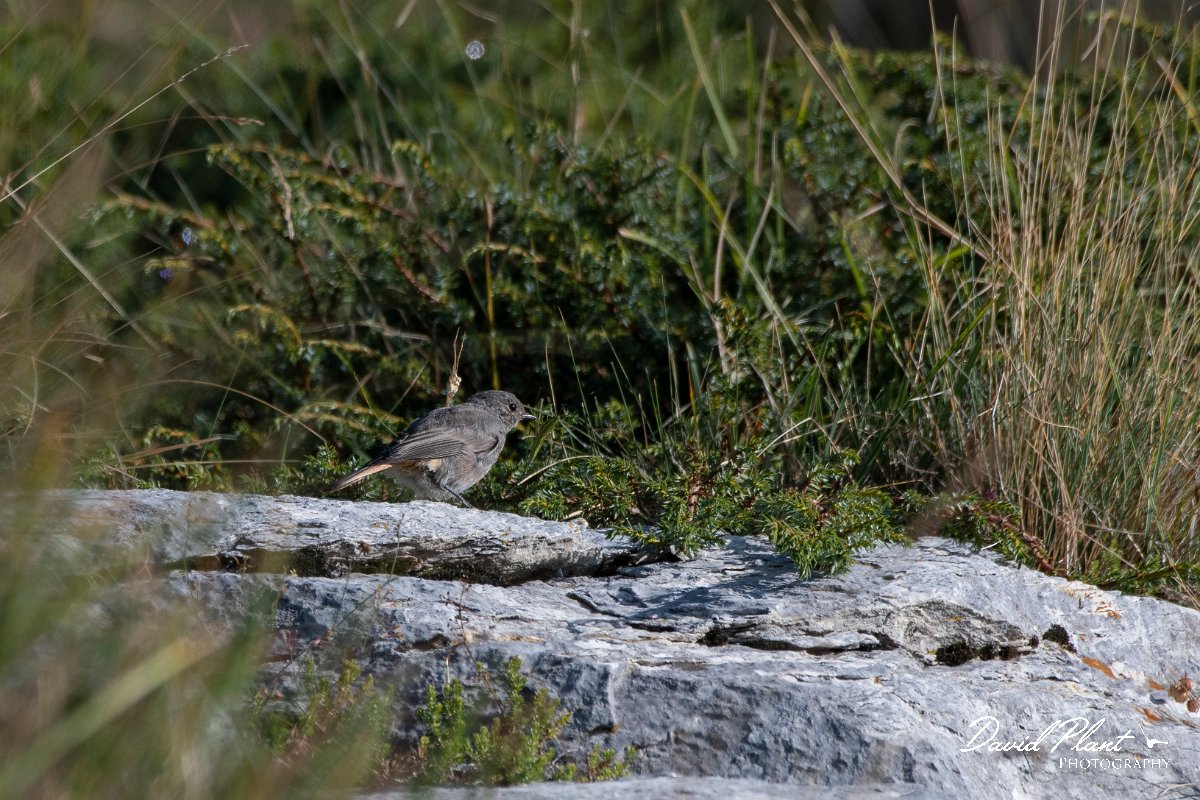 DPPhotography - Northern Greece - Black redstart - C.jpg - Black redstart - Mount Pangeo, Greece