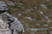 DPPhotography - Northern Greece - Black redstart - A