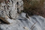 DPPhotography - Northern Greece - Black redstart - B