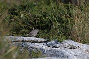 DPPhotography - Northern Greece - Black redstart - C