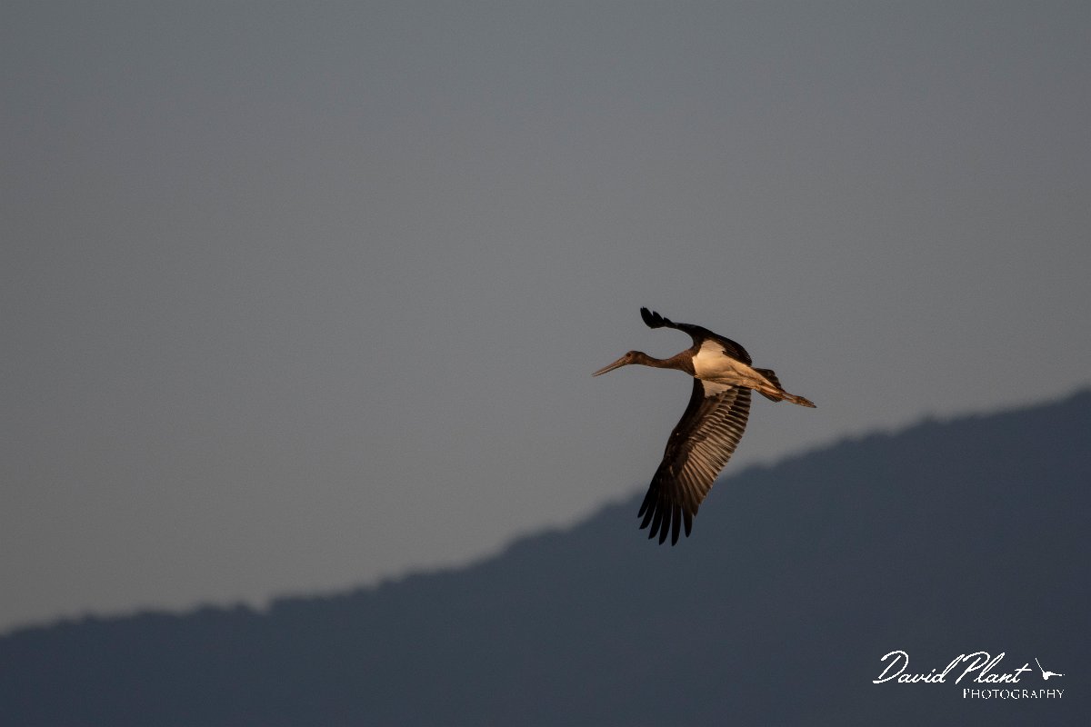 DPPhotography - Northern Greece - Black stork - A.jpg - Black stork - Lake Kerkini, Greece