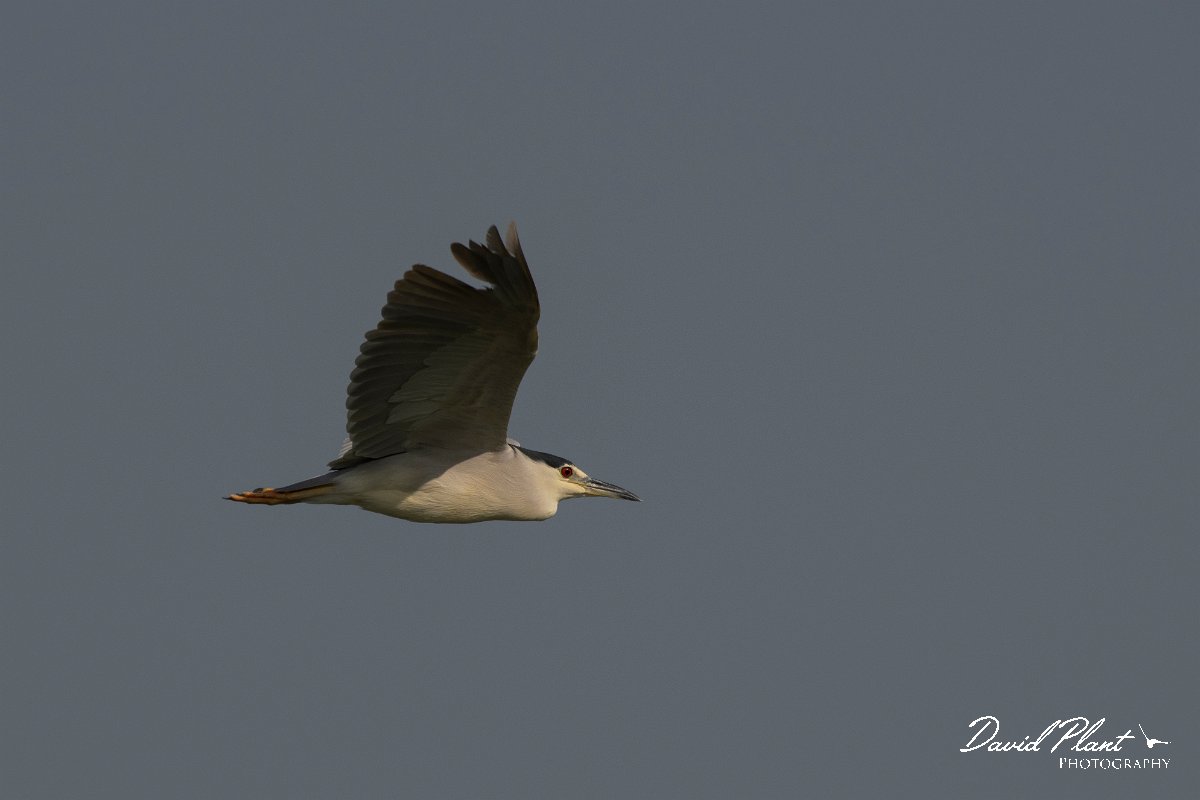 DPPhotography - Northern Greece - Black-crowned night-heron - A.jpg - Black-crowned night-heron in flight - Lake Kerkini, Greece