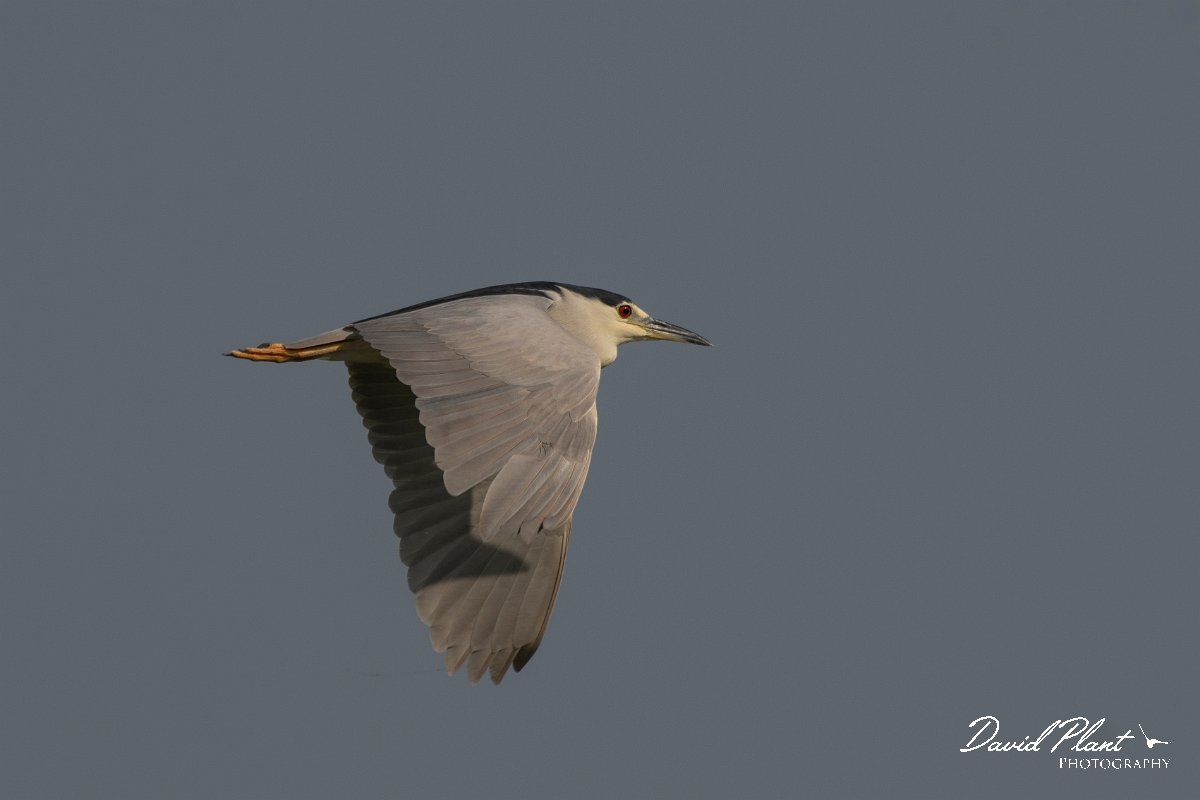 DPPhotography - Northern Greece - Black-crowned night-heron - B.jpg - Black-crowned night-heron in flight - Lake Kerkini, Greece