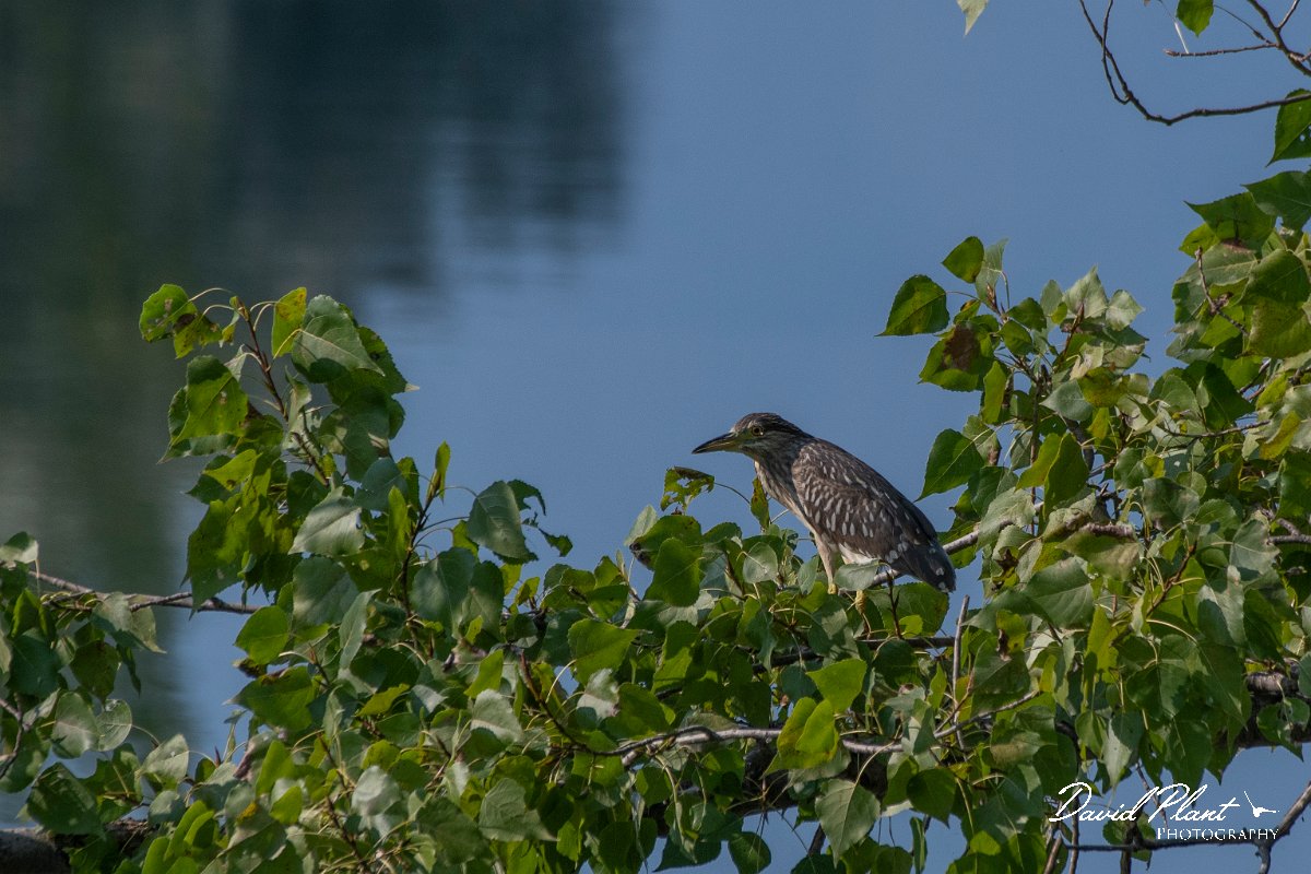 DPPhotography - Northern Greece - Black-crowned night-heron - D.jpg - Black-crowned night-heron juvenile - Lake Kerkini, Greece